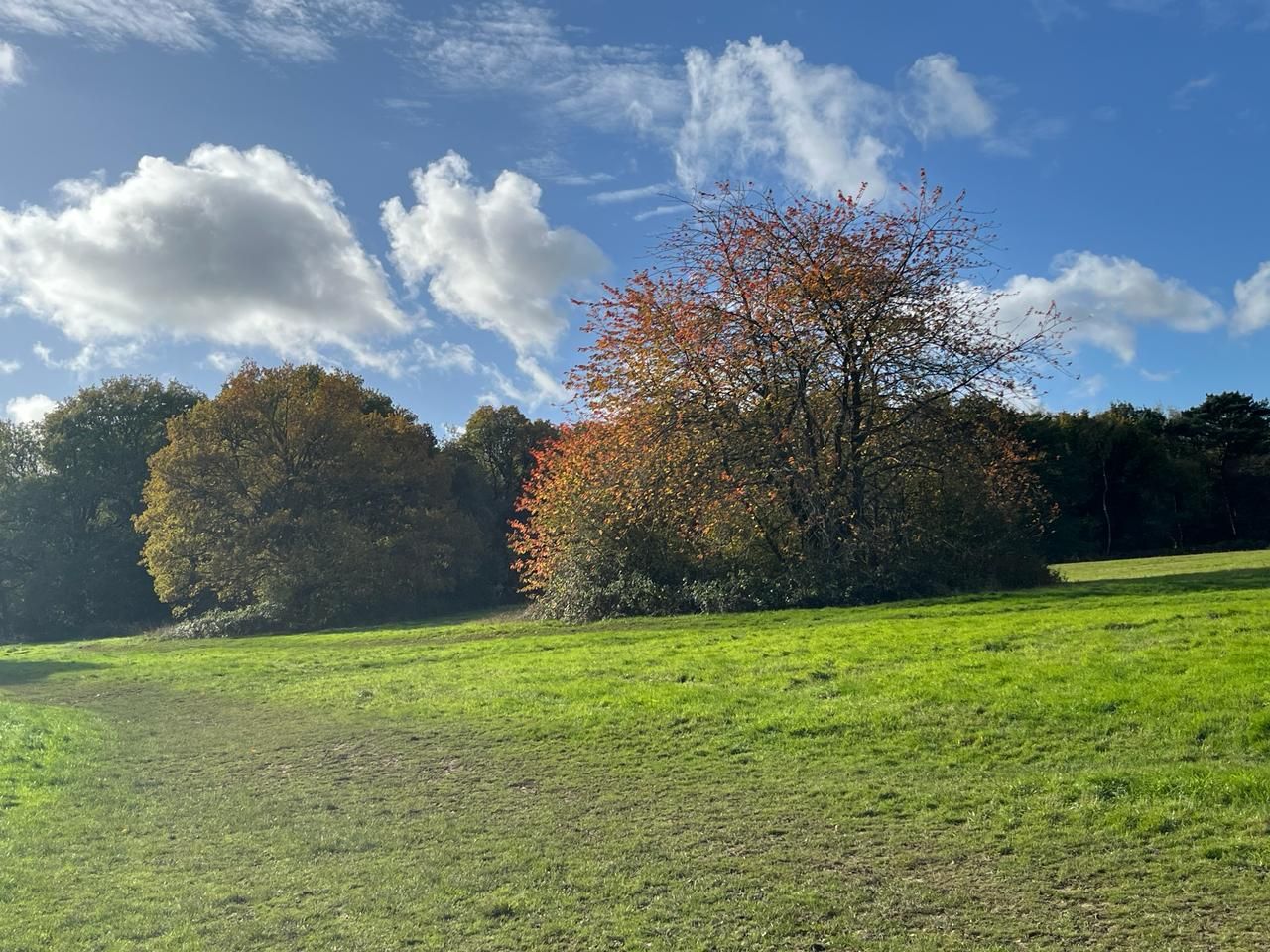 Path near Margery Wood car park